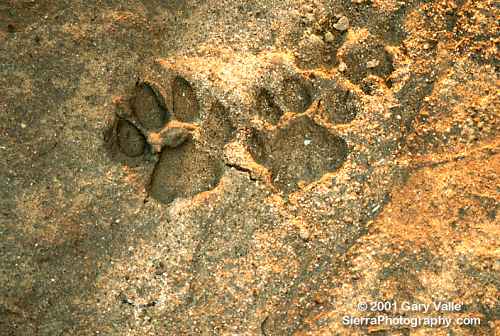 lion tracks