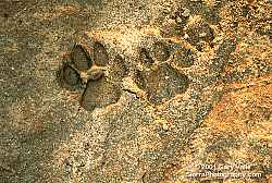 Mountain Lion Tracks, Simi Hills, Jan 2000