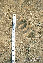 Coyote Tracks, Simi Hills, Jan 2000