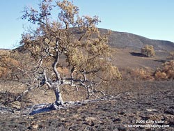 Burned Valley Oak at Ahmanson Ranch, October 13, 2005 (T+15).