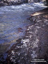 Threadfin Shad on Shoreline,  09/09/01