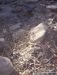 Mounds of DeadThreadfin Shad, 09/09/01