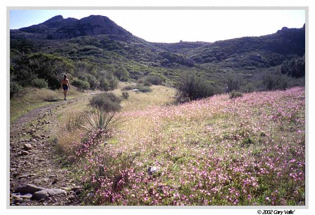Shooting Stars add color on a run from Circle X to Big Sycamore Canyon. (Southern California)