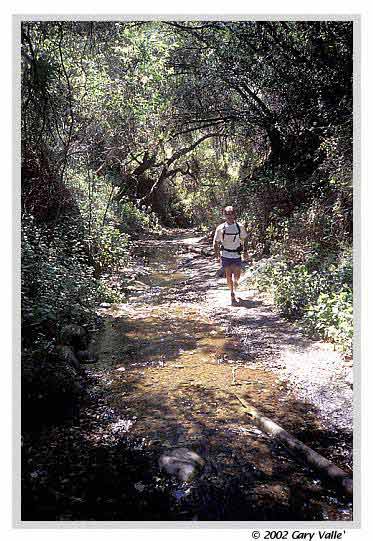 Shooting Stars add color on a run from Circle X to Big Sycamore Canyon. (Southern California)