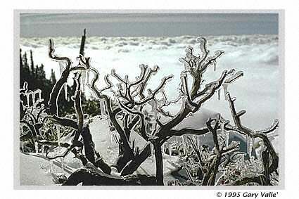 Manzanita, Ice and Clouds, Mt. San Jacinto Wilderness