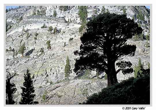 San Joaquin Juniper