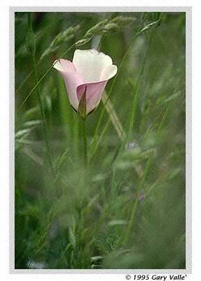 Mariposa Lily