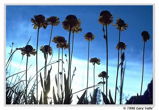 THE SIERRA, Sneezeweed