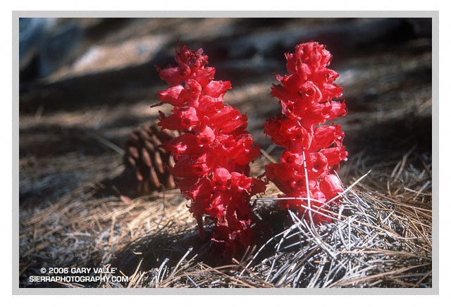 THE SAN GABRIEL MOUNTAINS, Snow Plant