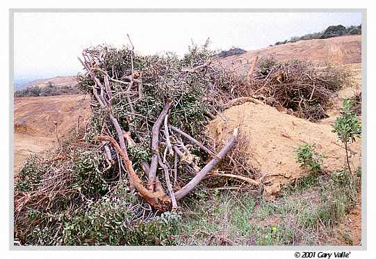 A bulldozed pile of twisted and torn Chaparrel.