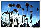 THE SIERRA, Sneezeweed