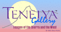 Teneiya Gallery