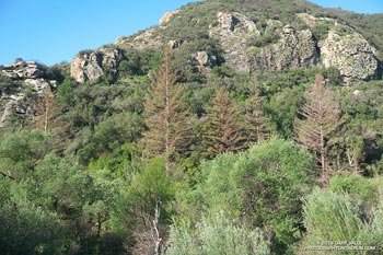 Dying Redwoods Malibu Creek State Park