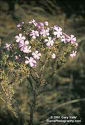 California Prickly Phlox