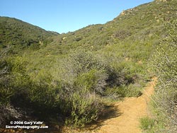 Upper Las Virgenes Canyon, January 30, 2005