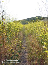 Black Mustard at Ahmanson Ranch, April 26, 2005