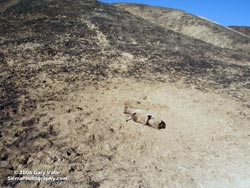 Animal Killed by the Fire, Las Virgenes Canyon, October 13, 2005 (T+15)