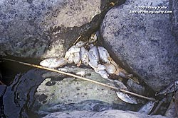 Dead Fish on Lower Kern, 09/09/01