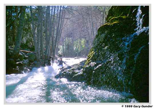 The Wild and Scenic Sisquoc River