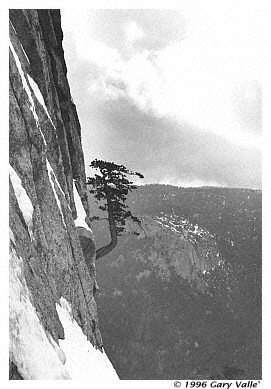 THE TREE, North Buttress, Tahquitz Rock